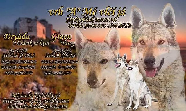 Československý vlčák s PP