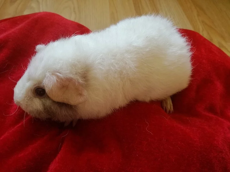 Mimi morče US Teddy - samička bílá s černým