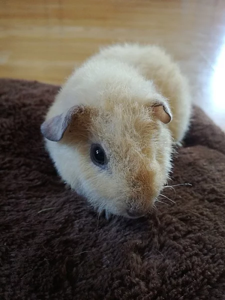 Mimi morče US Teddy - sameček - krém