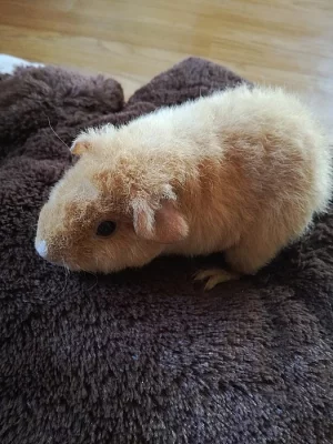 Mimi morče US Teddy - samička - krém