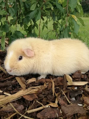 Morče US Teddy - samička - krém s bílou