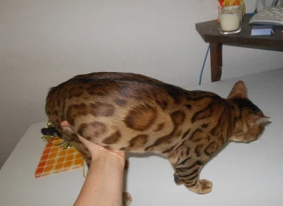 Bengálská koťátka
