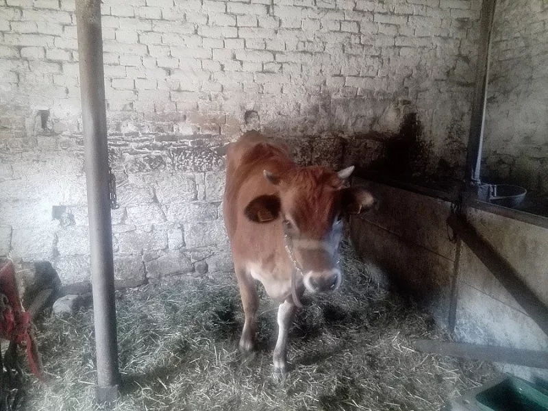 Mladá kravka Jerzejika