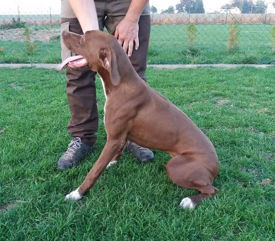 anglický pointer
