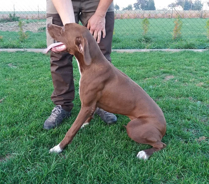 anglický pointer