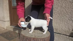 jack russel teriér