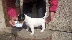 jack russel teriér