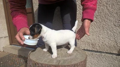jack russel teriér