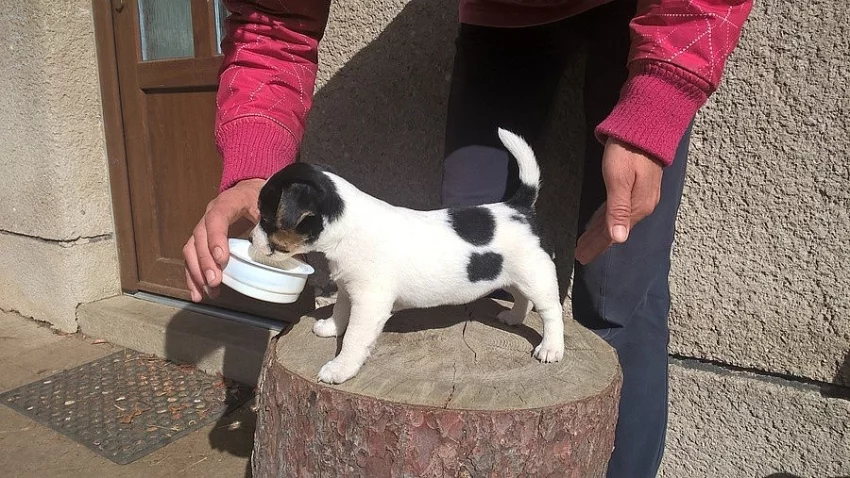 jack russel teriér