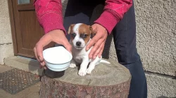 jack russel teriér