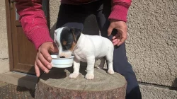 jack russel teriér