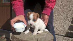 jack russel teriér
