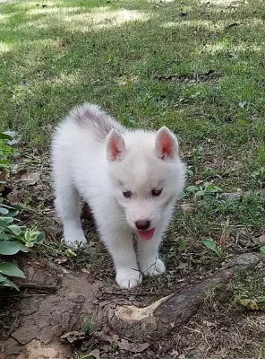 Silné a zdravé sibiřské husky štěně.