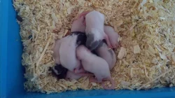 Daruji 8 potkanů, 2 týdenní