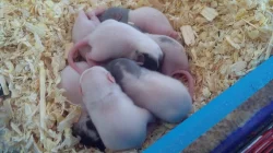 Daruji 8 potkanů, 2 týdenní