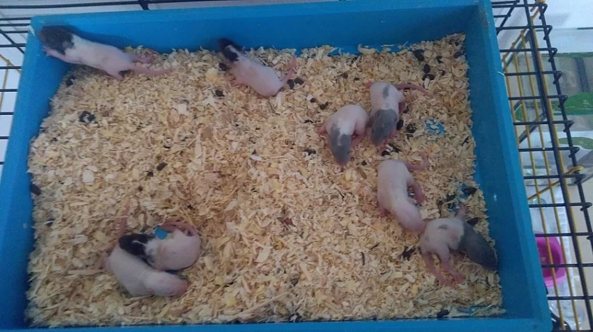 Daruji 8 potkanů, 2 týdenní