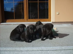 Labrador Retriever
