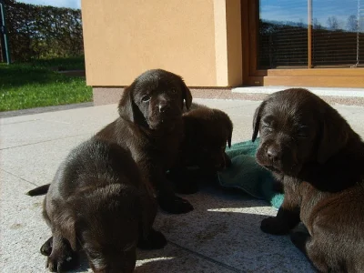 Labrador Retriever