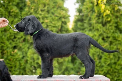 Štěně flat coated retrievra k zadání