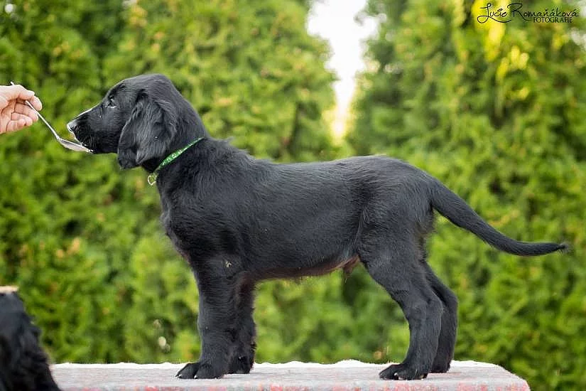 Štěně flat coated retrievra k zadání