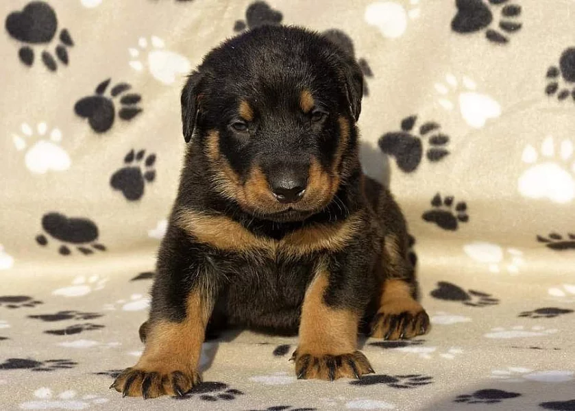 Štenatka Beaucerona s PP