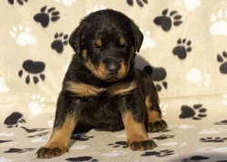 Štenatka Beaucerona s PP