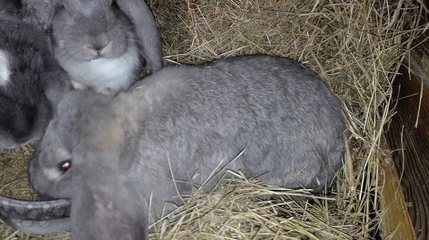 Francouzský beran - prodej