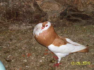 Český stavák