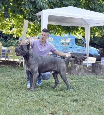 Cane Corso štěně výstavni třídy!