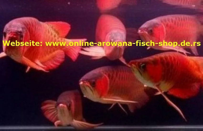 KVALITNÍ AAA AROWANA RYBA NA PRODEJ