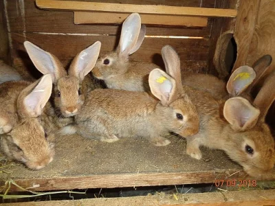 králík, králíci, kříženci moravský modrý králík s belgickým