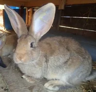 králík, králíci, kříženci moravský modrý králík s belgickým