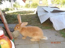 Králík belgický obr žlutý, samec