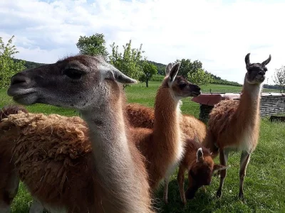 Lama Vikuňa