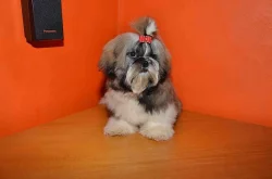 Prodám Shih-tzu
