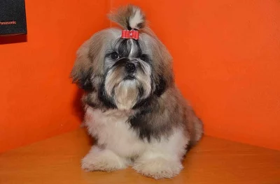 Prodám Shih-tzu