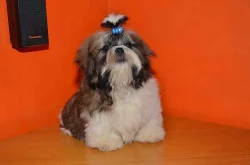 Prodám Shih-tzu