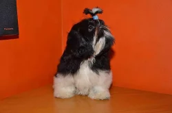 Prodám Shih-tzu