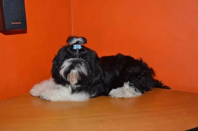 Prodám Shih-tzu
