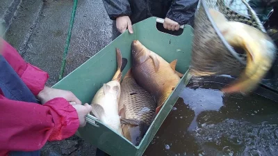 Trofejní kapři a amuři