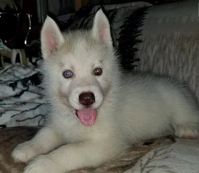 Silné a zdravé sibiřské husky štěně.