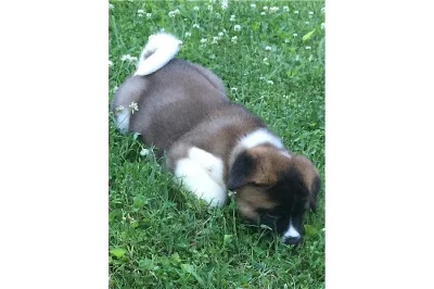 čisté štěně Akita Inu.