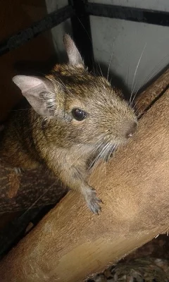 Osmák degu