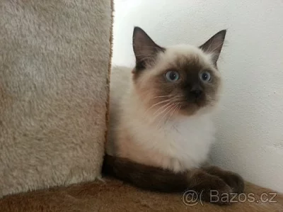 Koťata Ragdoll