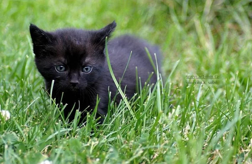 Daruji černá koťátka
