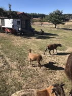 Kamerunské ovce