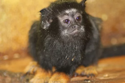 Tamarín žlutoruký (Saguinus midas)