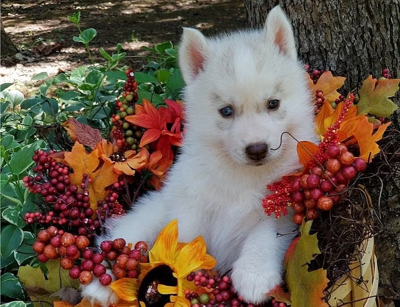 Silné a zdravé sibiřské husky štěně.