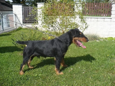 Jagdteriér