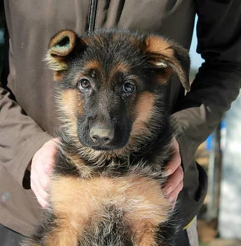 Německý ovčák typ Rex